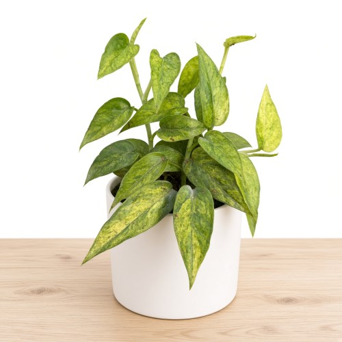 Epipremnum pinnatum Yellow Mint P9