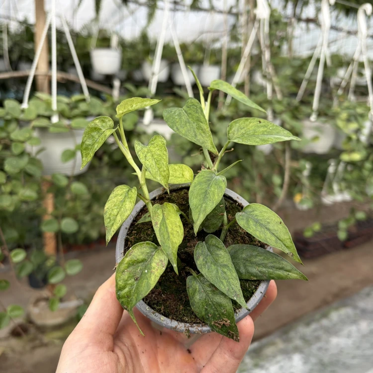 Epipremnum pinnatum Yellow Mint P9