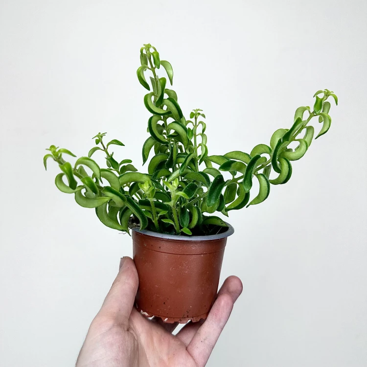 Aeschynanthus Twister Eszynanthus P9 #3