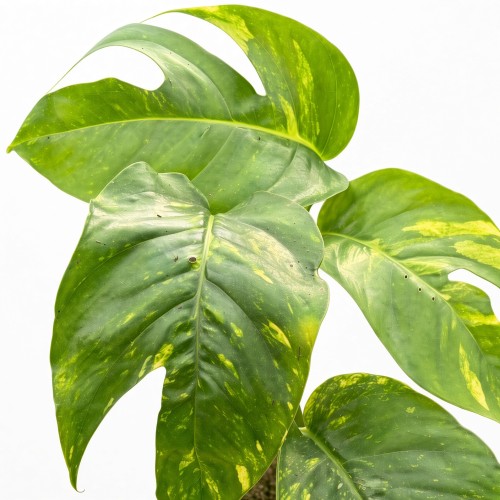 Epipremnum pinnatum Cintho Goldfinger P11