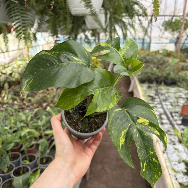 Epipremnum pinnatum Cintho Goldfinger P11