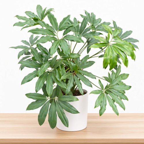 Philodendron Fun Bun Filodendron P17