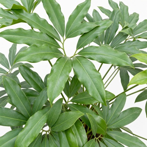 Philodendron Fun Bun Filodendron P17