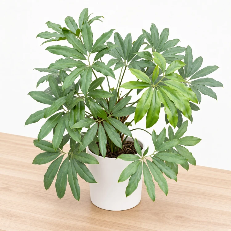 Philodendron Fun Bun Filodendron P17