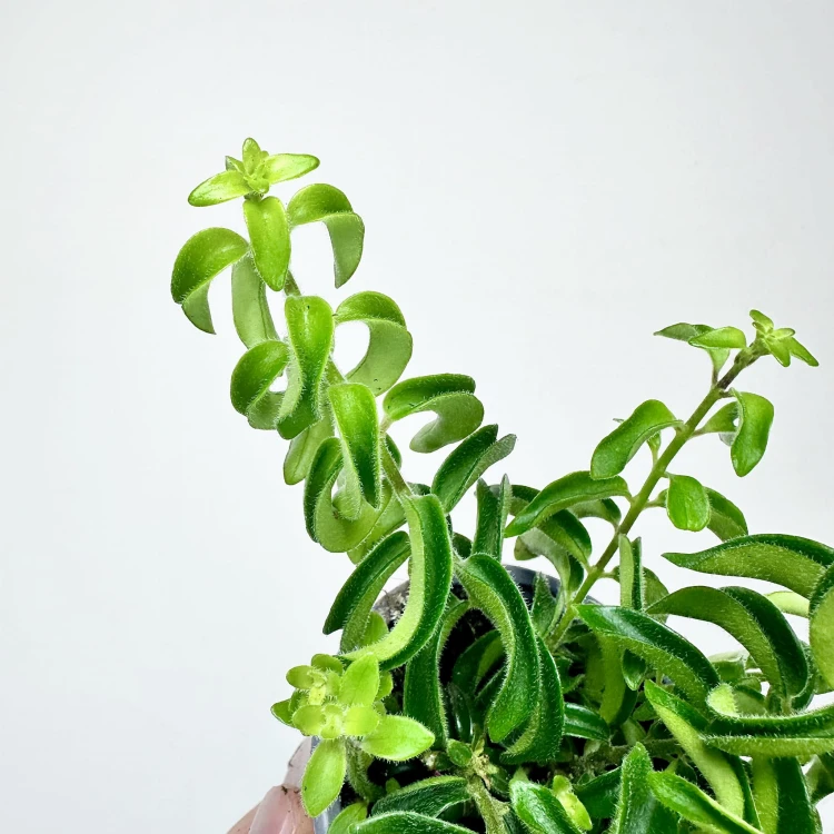 Aeschynanthus Twister Eszynanthus P9 #4