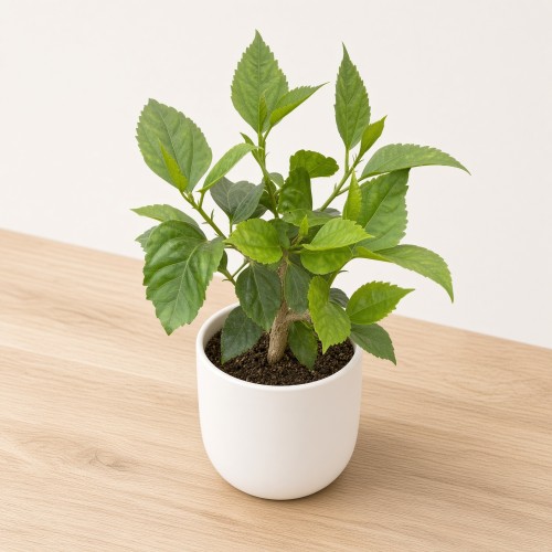 Hibiskus Czerwony Hibiscus P9