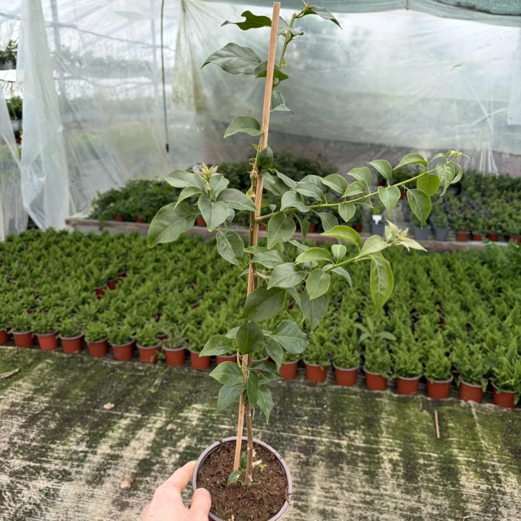 Bugenwilla fioletowa Bougainville P12