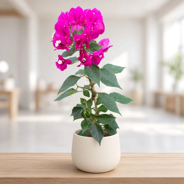 Bugenwilla fioletowa Bougainville P12