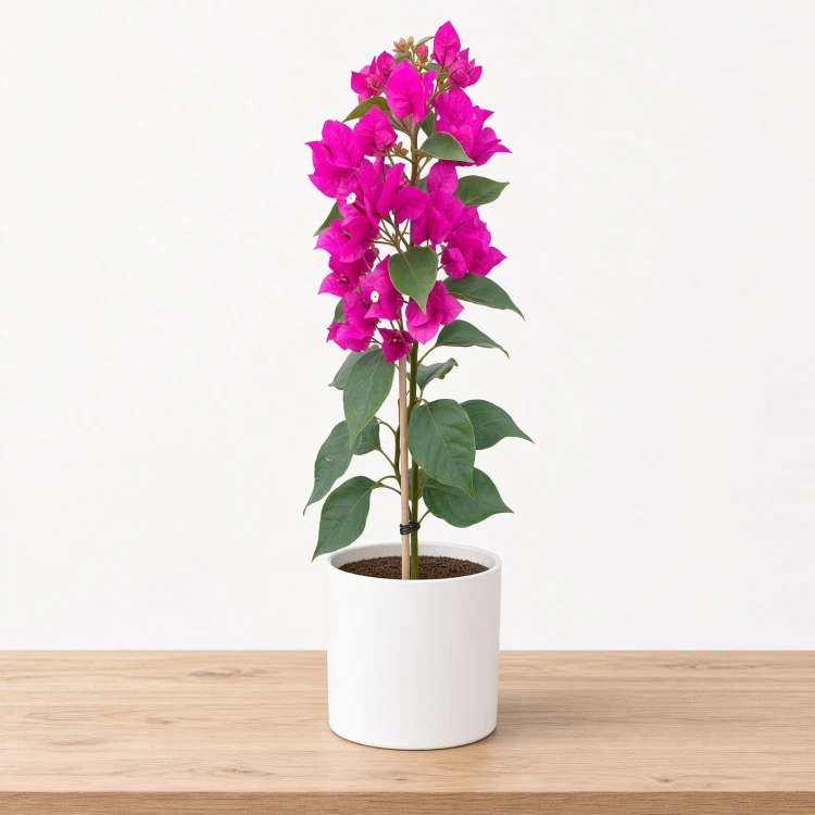 Bugenwilla fioletowa Bougainville P12