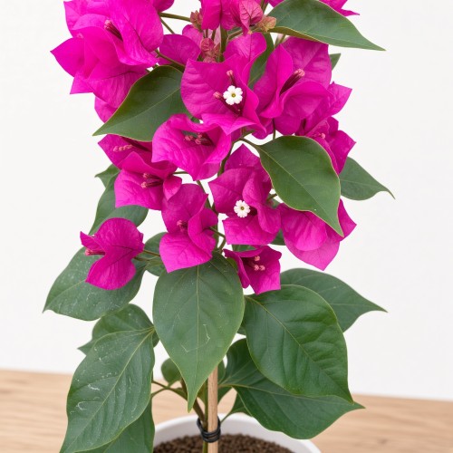 Bugenwilla fioletowa Bougainville P12