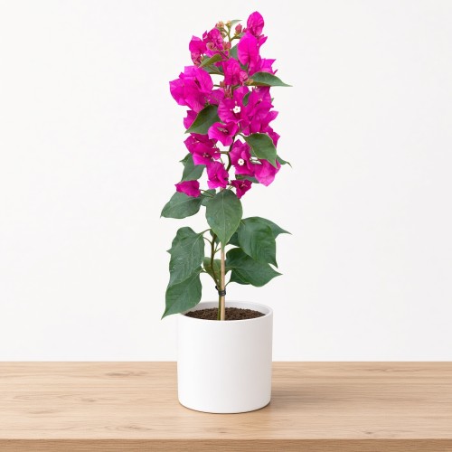 Bugenwilla fioletowa Bougainville P12