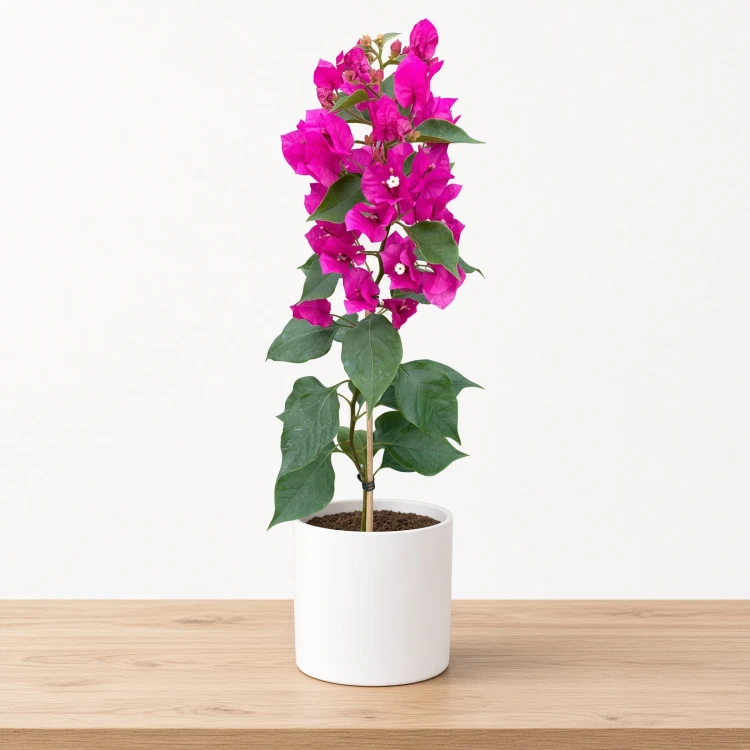Bugenwilla fioletowa Bougainville P12