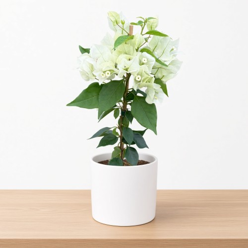 Bugenwilla biała Bougainville P12