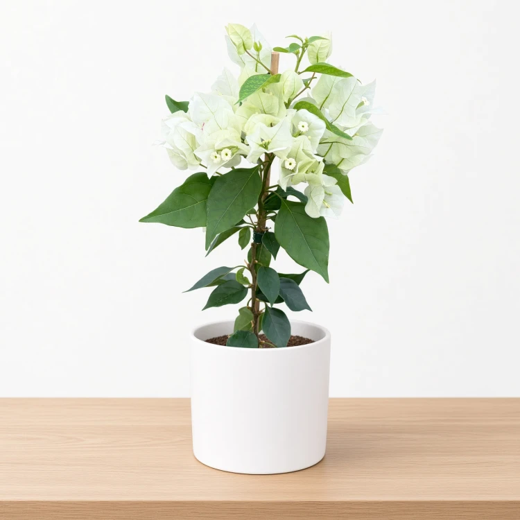 Bugenwilla biała Bougainville P12
