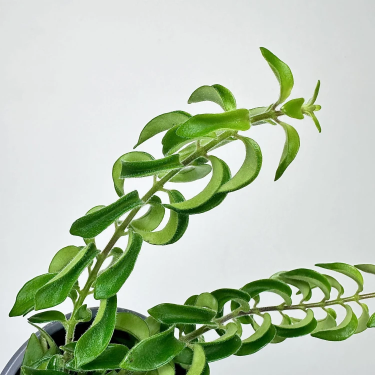 Aeschynanthus Twister Eszynanthus P9 #5