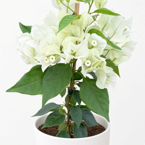 Bugenwilla biała Bougainville P12
