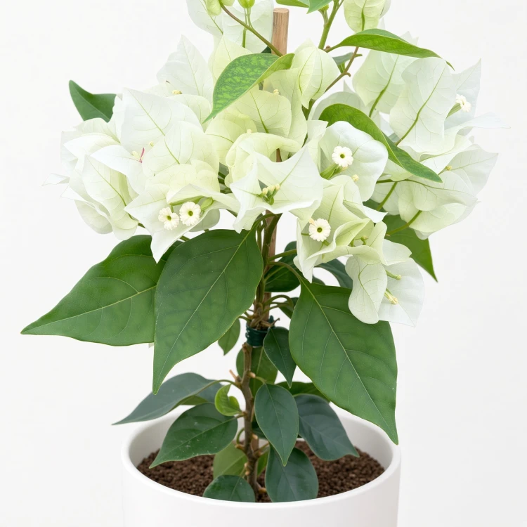 Bugenwilla biała Bougainville P12