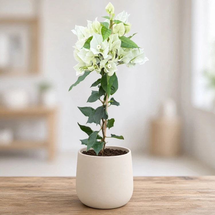 Bugenwilla biała Bougainville P12