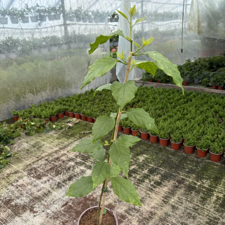 Bugenwilla biała Bougainville P12
