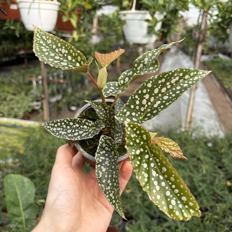 Begonia Double Dot P9