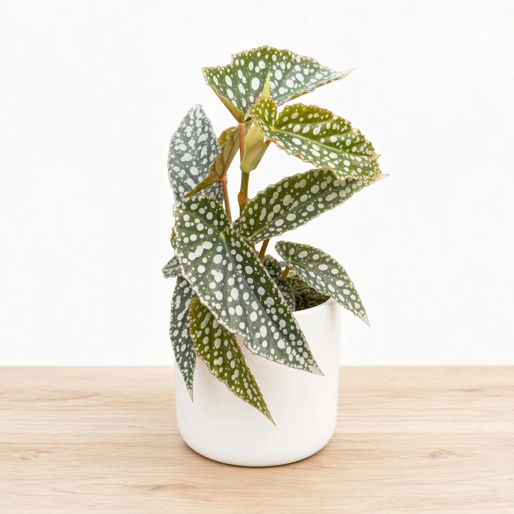 Begonia Double Dot P9