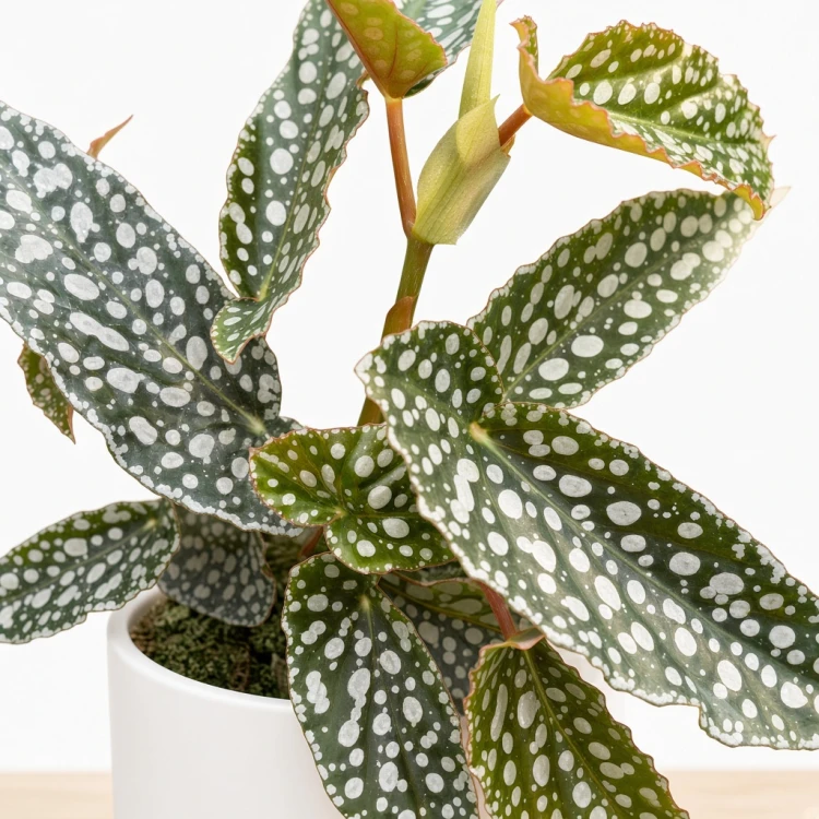 Begonia Double Dot P9