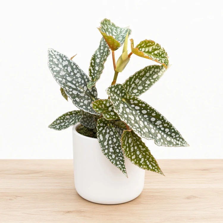 Begonia Double Dot P9