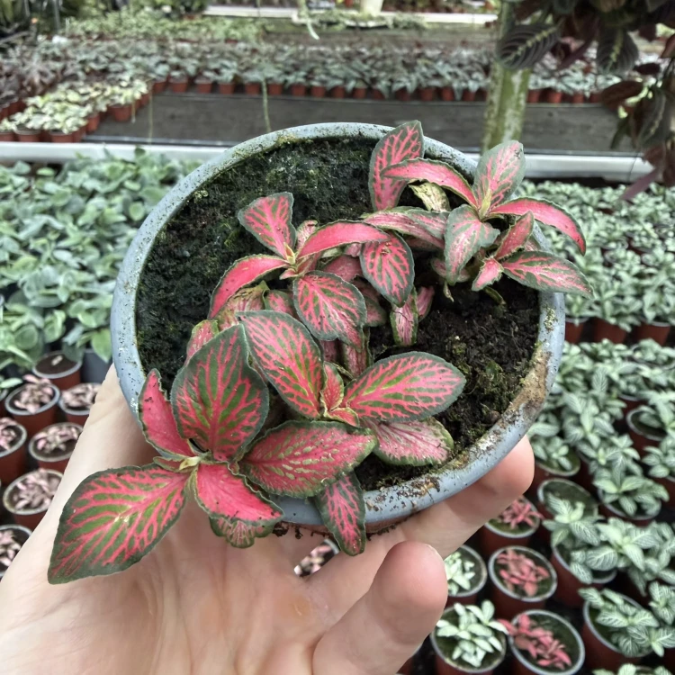 Fittonia verschaffeltii Forest Flame Fitonia P9