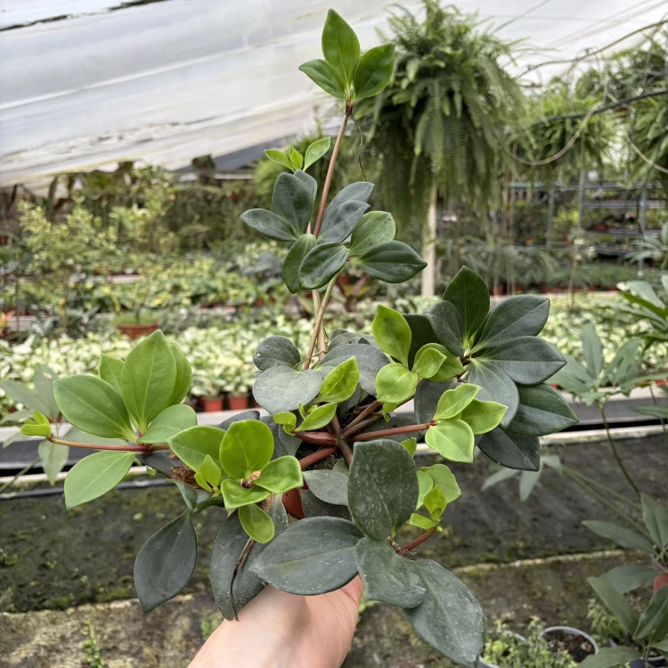 Peperomia Pereskiifolia P9