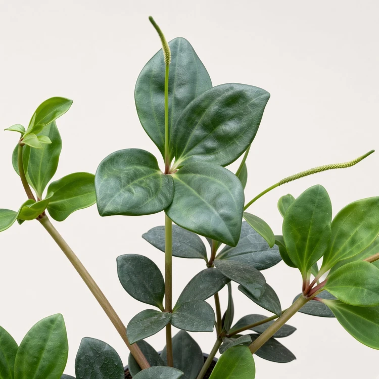 Peperomia Pereskiifolia P9