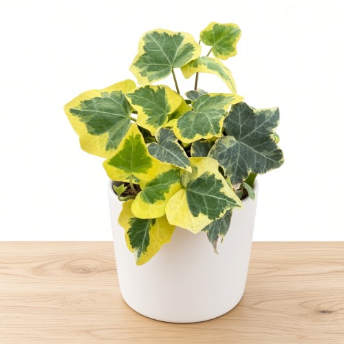 Hedera helix Esther Bluszcz P9