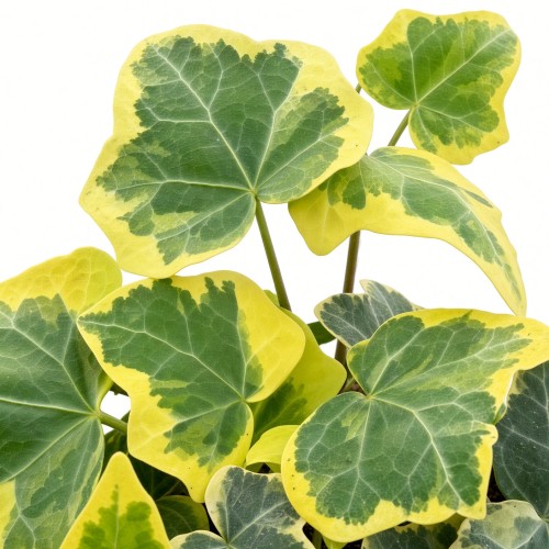 Hedera helix Esther Bluszcz P9