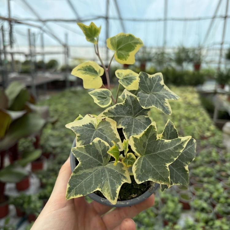Hedera helix Esther Bluszcz P9