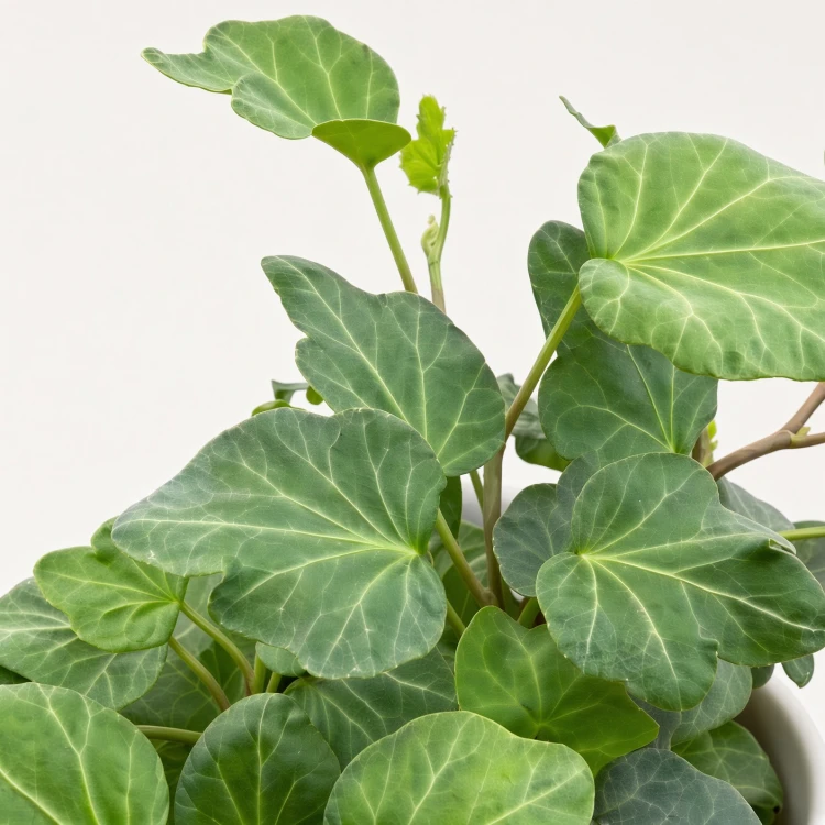 Hedera helix Wonder bluszcz zielony P9