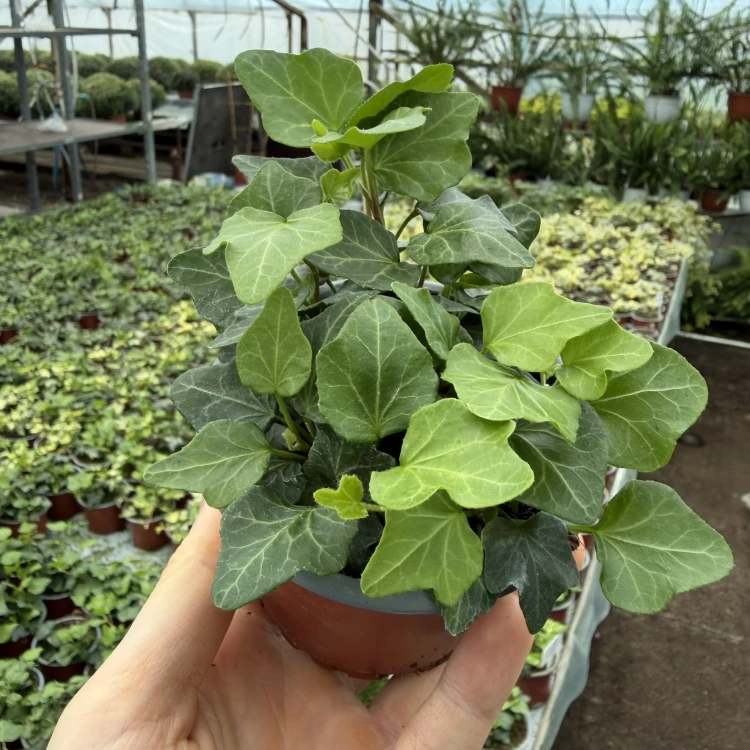 Hedera helix Wonder bluszcz zielony P9