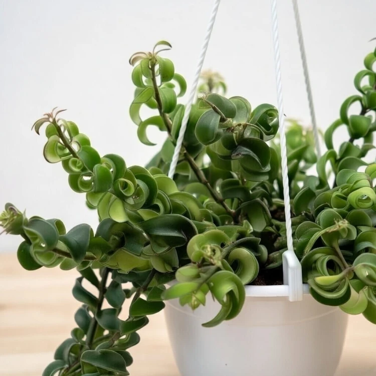 Aeschynanthus Twister Eszynanthus P15 wisząca #3