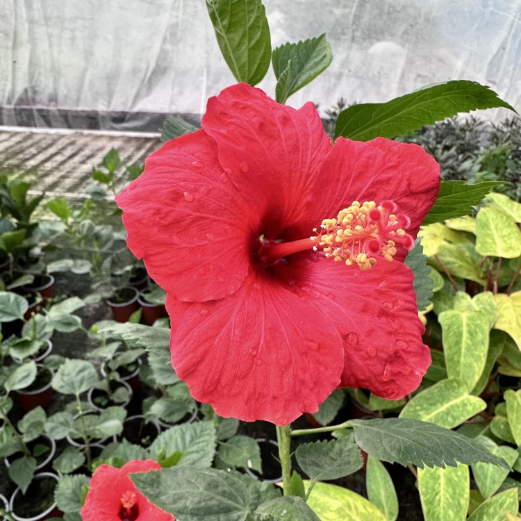 Hibiskus Hibiscus Czerwony P9 #6