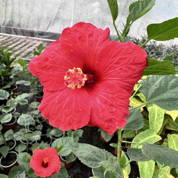 Hibiskus Hibiscus Czerwony P9 #7