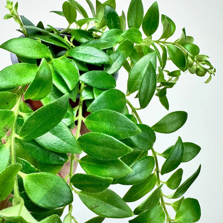 Aeschynanthus Caroline Eszynanthus P9 #3