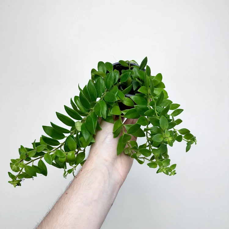Aeschynanthus Caroline Eszynanthus P9 #4