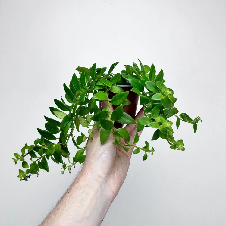 Aeschynanthus Caroline Eszynanthus P9 #5