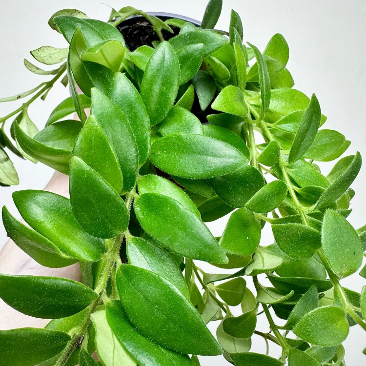Aeschynanthus Caroline Eszynanthus P9 #6