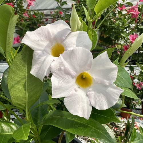 Mandevilla Sundaville White Dipladenia Biała #1
