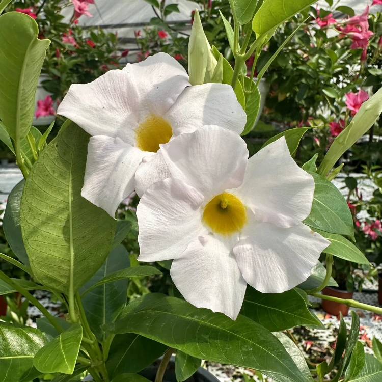Mandevilla Sundaville White Dipladenia Biała #1
