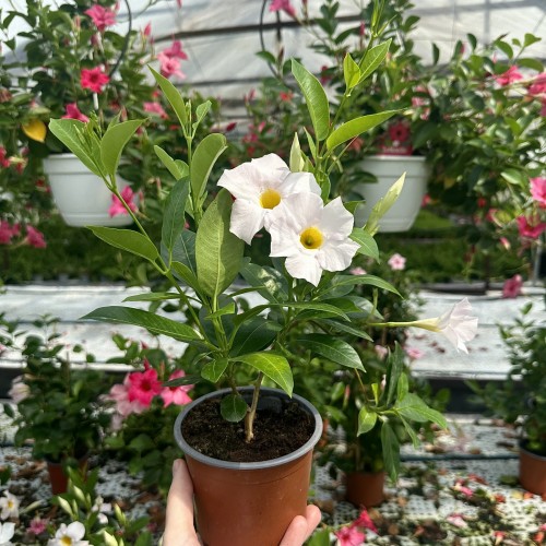 Mandevilla Sundaville White Dipladenia Biała #2