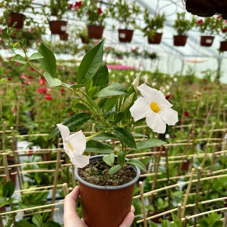Mandevilla Sundaville White Dipladenia Biała #3