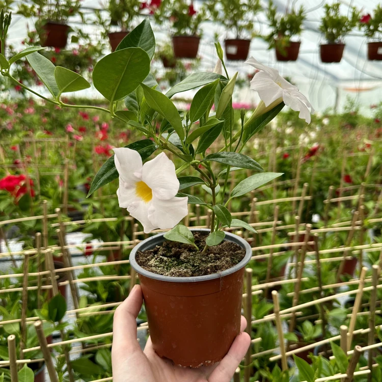 Mandevilla Sundaville White Dipladenia Biała #4