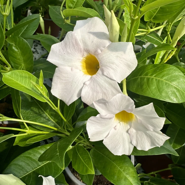 Mandevilla Sundaville White Dipladenia Biała #5