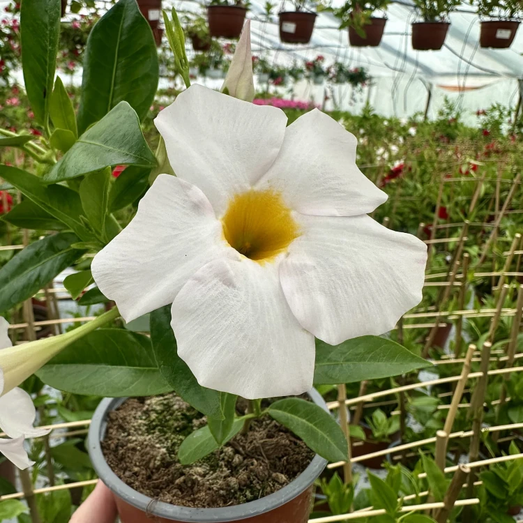 Mandevilla Sundaville White Dipladenia Biała #6