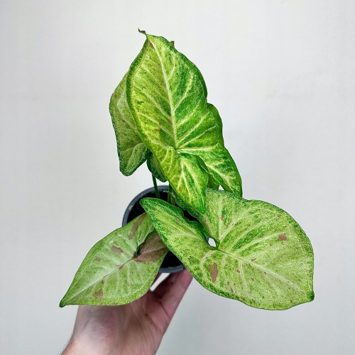 Syngonium Confetti Zroślicha P9 #1